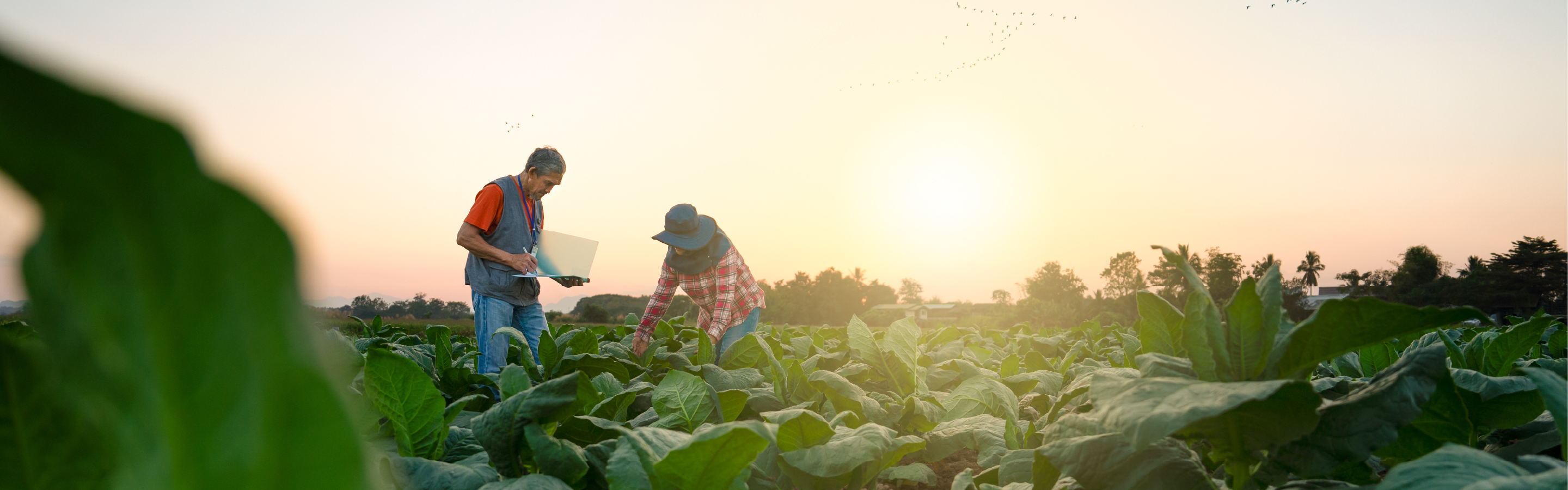 Mobilising impact capital